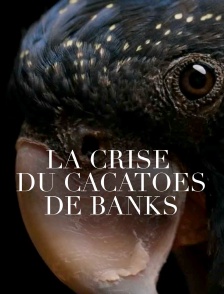 La crise du cacatoès de banks
