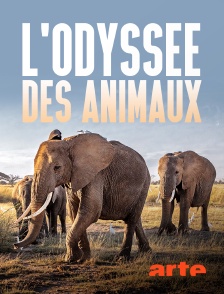 Arte - L'odyssée des animaux