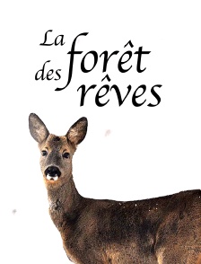 La forêt des rêves