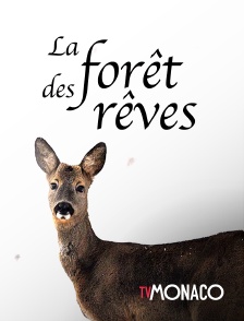 TV Monaco - La forêt des rêves