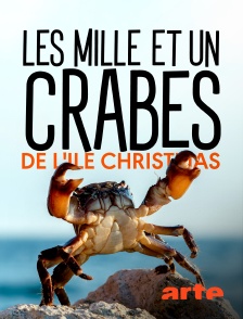 Arte - Les mille et un crabes de l'île Christmas