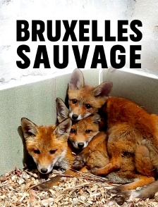 Bruxelles sauvage, faune capitale
