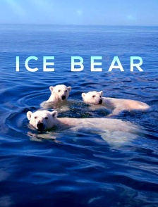 Ice Bear