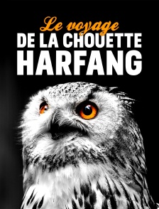 Le voyage de la chouette harfang