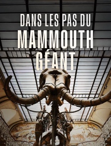 Dans les pas du mammouth géant