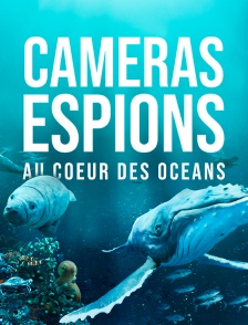 Caméras espions au coeur des océans