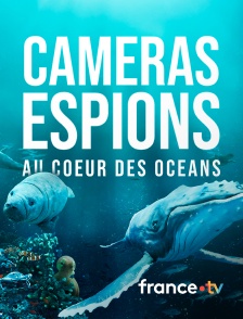 france.tv - Caméras espions au coeur des océans