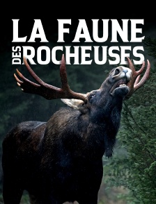 La faune des rocheuses