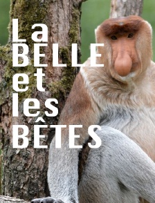 La belle et les bêtes