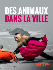 Arte - Des animaux dans la ville