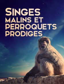Singes malins et perroquets prodiges
