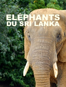 Eléphants du Sri Lanka
