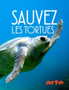 Sauvez les tortues !