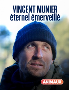 Animaux - Vincent Munier Eternel émerveillé