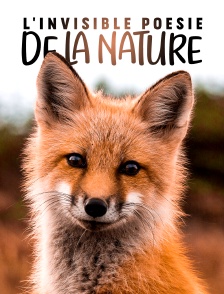 L'invisible poésie de la nature