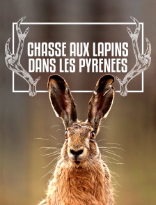 Chasse aux lapins dans les Pyrénées
