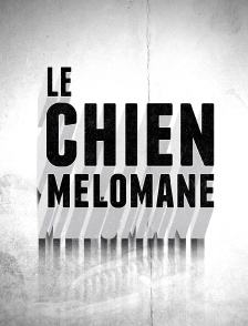 Le chien mélomane