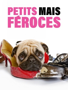 Petits mais féroces!
