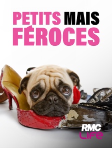 RMC Life - Petits mais féroces!