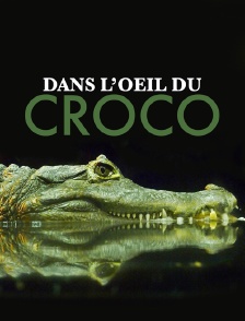 Dans l'oeil du croco