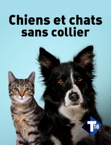 T18 - Chiens et chats sans collier
