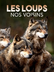 Les loups, nos voisins