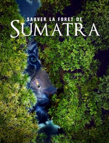 Indonésie : Sauver la forêt de Sumatra
