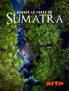 Arte - Indonésie : Sauver la forêt de Sumatra