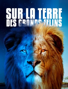 Sur la terre des grands félins