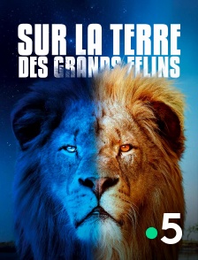 France 5 - Sur la terre des grands félins