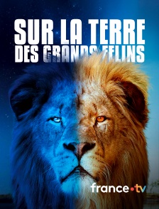 france.tv - Sur la terre des grands félins