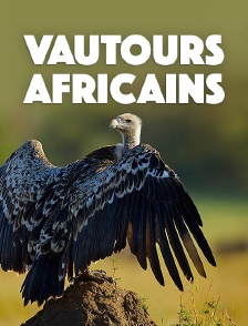 Vautours africains