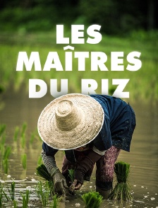 Les maîtres du riz
