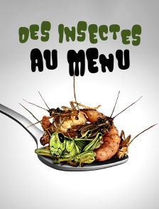 Des insectes au menu