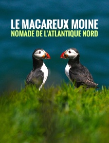 Le macareux moine, nomade de l'Atlantique Nord