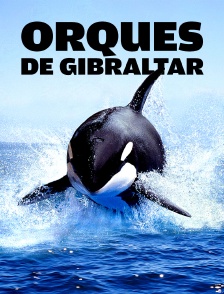 Orques de Gibraltar : D'étranges attaques