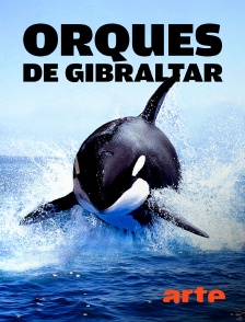 Arte - Orques de Gibraltar : D'étranges attaques