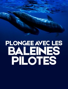 Plongée avec les baleines-pilotes