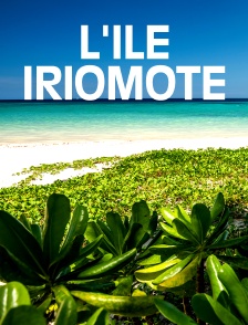 L'île Iriomote : Un paradis tropical au Japon