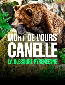 Mort de l'ourse Cannelle, la blessure pyrénéenne