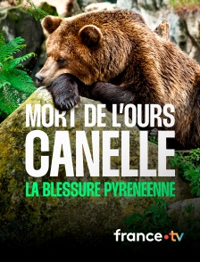 france.tv - Mort de l'ourse Cannelle, la blessure pyrénéenne