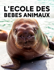 L'école des bébés animaux
