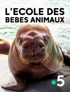 L'école des bébés animaux