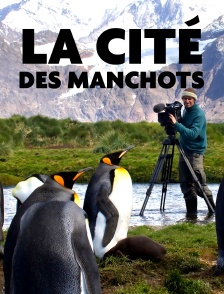 La cité des manchots