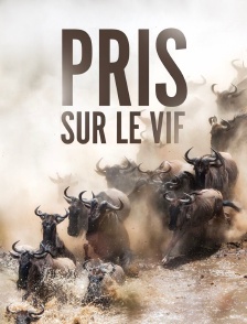 Pris sur le vif