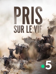 France 5 - Pris sur le vif