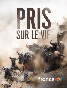 france.tv - Pris sur le vif