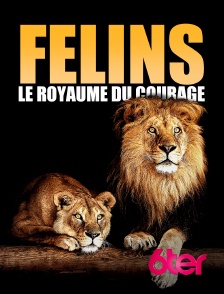 Félins: Le royaume du courage