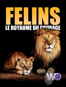 W9 - Félins: Le royaume du courage