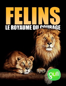 Félins: Le royaume du courage